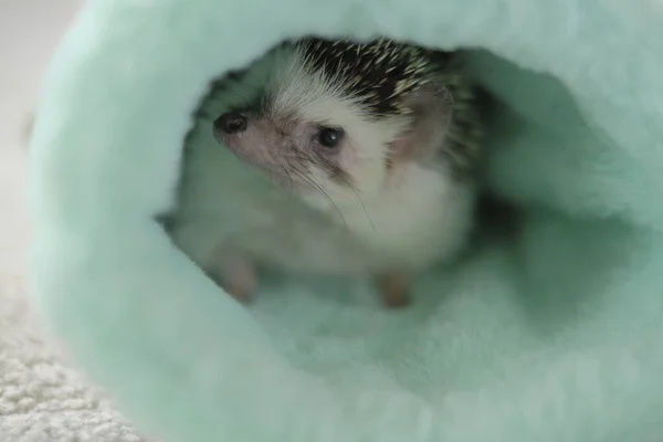 African pygmy hedgehog.House for a hedgehog.Hedgehog in soft house on a blurred background.Cute little hedgehog. — Stock Photo, Image