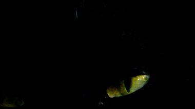 Kedilerin gözü. Siyah kedinin yeşil gözleri. Kedi bakışı. Evcil hayvan portresi.