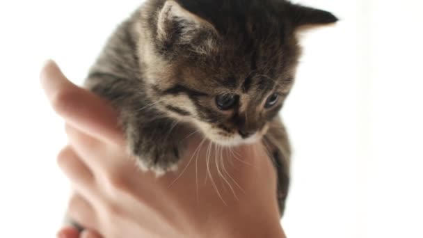 Gattino grigio in mano su sfondo bianco. Animali domestici. — Video Stock