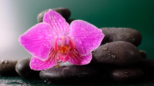 Flor de orquídea e pedras de massagem em gotas de água. Spa e bem-estar concept.Beautiful papel de parede natureza. — Vídeo de Stock