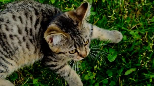 Haustiere. Schottisches Straight Tabby Jungtier auf grünem Gras. Kleine Kätzchen — Stockvideo