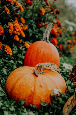  Sonbahar balkabağı bolluğu. Yeşil Çimen 'de balkabağı ve kadife çiçekleri. Ekim bayramı sembolü. Balkabağı ve yoncalı kadife çiçekleri.. 