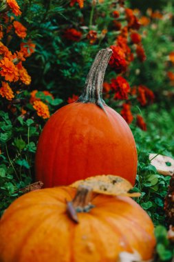 Yeşil Çimenler 'de Balkabağı ve Kadife Çiçekleri. Ekim bayramı sembolü. Balkabağı ve yoncalı kadife çiçekleri.. 