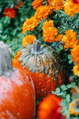 Bahçe 'de Balkabağı ve Portakal Çiçekleri ile Sonbahar Gösterimi. Bahçede Marigoldlarla çevrili balkabakları. 