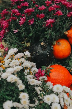 Merhaba Autumn. Balkabağı ve çiçeklerle sonbahar hasat düzenlemesi. Cadılar Bayramı ve Şükran Günü duvar kâğıdı..