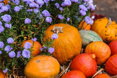 Mor kasımpatı ve portakal kabağı. Çiçekler ve balkabağı duvar kağıdı.