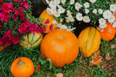 Sonbahar balkabağı bolluğu. Kabaklar ve Çimenler Üzerine Sonbahar Çiçekleri. Balkabakları ve Annelerle Sakin Hayat. Ekim bayramı sembolü. Şükran Günü ve Cadılar Bayramı özgeçmişi. Dekoratif su kabakları ve balkabakları. 