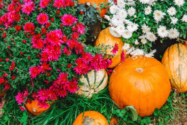 .Pumpkin harvest.Pumpkins and Fall Flowers on Grass.Autumn Still Life with Pumpkins and Mums. October holidays symbol.Thanksgiving and Halloween background.Decorative Gourds and Pumpkins 