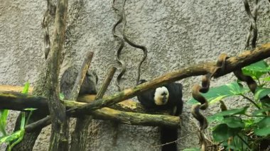 Hayvanat bahçesi köşkündeki ağaçta oturan marmoset maymunları. Şirin küçük maymunlar. 4k görüntü