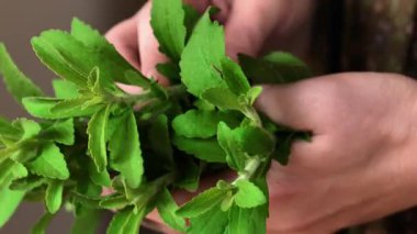 Taze yeşil Stevia bir kadının eline geçti. Doğal tatlı otlar. Doğal beslenme tatlandırıcı. Kadın beslenme düzeninde şekersiz sağlıklı yiyecekler. 4k görüntü