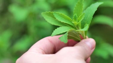 Stevia Rebaudiana bir kadının ellerinde. Doğal tatlı otlar. 4k görüntü