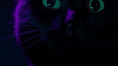Kara kedi gözleri. Yeşil gözlü kara kedi. Yakından bak. Kedi yüzü mor ışıkta kapanıyor. Cadılar Bayramı kedisi. 4k görüntü