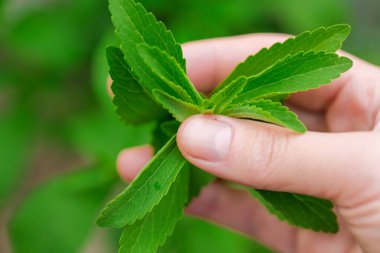 Stevia Rebaudiana. Şekersiz yemek. El Tutma Taze Yeşil Stevia Yaprakları. Şeker yerine..