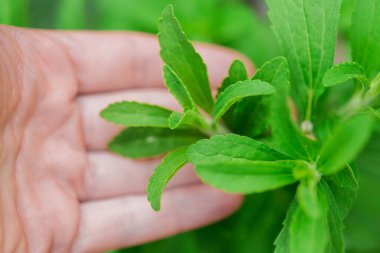 Stevia rebaudiana. Düşük Kalorili Sebze Şekeri. Şekersiz yemek. Yeşil Doğal Tatlı. El Tutma Taze Yeşil Stevia Yaprakları..