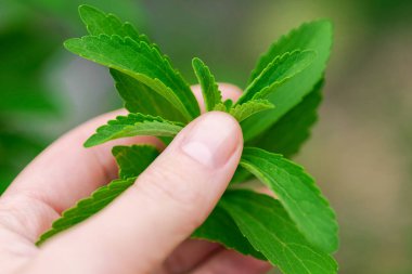  Taze Stevia Yaprakları. Yeşil Doğal Tatlı. Taze Yeşil Stevia Yaprakları. Şekerin yerine..
