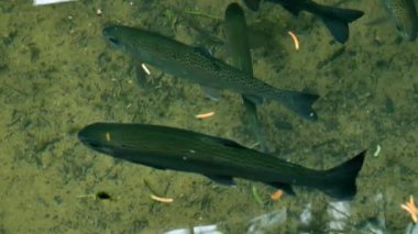 Temiz suda alabalık, yeşil şeffaf suda alabalık hareketi. Balık çiftliği. 4k görüntü