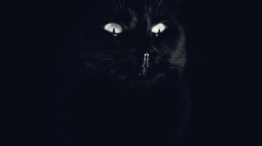 Karanlıktan çıkmış kara bir kedi gibi korkunç bir bakış. Çığlık efekti. Cadılar Bayramı kara kedisi. 4k görüntü