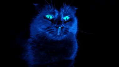 Siyah arka planda mistik kedi portresi. Siyah bir kedinin mavi profili. Siyah kedi mavi ışıkta, siyah 45 'lik görüntüde.
