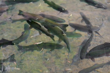 Balık çiftliği. Temiz suda alabalık. Temiz suda yüzen balık türlüsü.. 