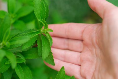 Stevia dal elinde. El ele tutuşan taze yeşil Stevia yaprakları. Yeşil Doğal Tatlandırıcı. El Taze Stevia Yaprakları Topluyor. Dişi avucunun içinde yeşil stevia yaprakları var. Şekersiz alternatif doğal yiyecek..