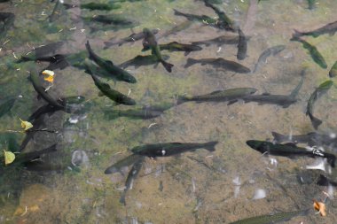 Yeşil saydam suda alabalık. Üreme ve büyüyen alabalık. Gölette alabalık yüzer.