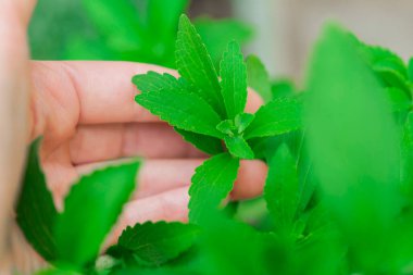 Stevia 'nın dalıyla. Elle taze Stevia Yaprakları Topluyor. Dişi avucunun içinde yeşil stevia yaprakları var. Şekersiz alternatif doğal besin. Şekerin yerini alıyor. Doğal beslenme tatlandırıcı.