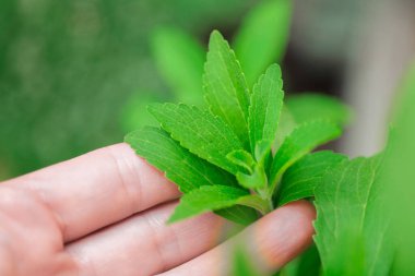 Taze Stevia Yaprakları Elle Seçme. Dişi avucunun içinde yeşil stevia yaprakları var. Şekersiz alternatif doğal besin. Şekerin yerini alıyor. Doğal beslenme tatlandırıcı.