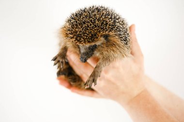 Avrupa Kirpisi. Kirpi İnsan Ellerinde Tutuluyor 'un yakın çekimi. İnsanlar ve hayvanlar arasındaki iletişim..