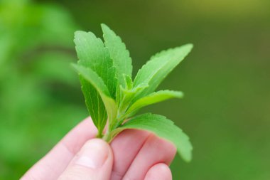 Stevia rebaudiana... taze taze yeşil Stevia Yaprakları. Bir kadının diyetinde şekersiz sağlıklı yiyecekler. Alternatif düşük kalorili sebze tatlandırıcısı.. 
