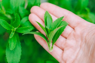 Stevia Rebaudiana. Şeker yerine. Doğal beslenme tatlandırıcı. Doğal tatlandırıcı, yakın plan. Kalorisiz doğal şeker..