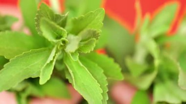 Yeşil Stevia Yaprakları. Şekersiz alternatif doğal besinler. Yüksek kalite 4k görüntü