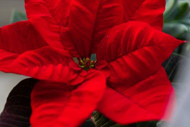 Red Christmas Poinsettia.Christmas Plants.Christmas star flower.Festive symbolic Christmas flowers.