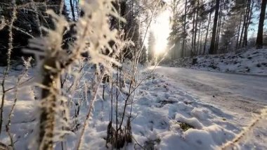 Güneş ışınları ve parlaklığıyla dondurucu bir orman. Soğuk bir kış ormanında gün batımı. Buzla kaplı güzel kış doğası. 4k görüntü