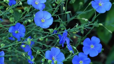 Linum. Flax çiçekleri ve tomurcukları yakın plan. Bahçede mavi çiçekler keten tohumu ve keten tohumu yağı karışımı. Tarım mahsulü. Keten tohumu ve lif için ham madde. 4k görüntü
