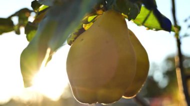 Güneşli bir bahçede ayva meyvelerinin yakın çekimi. Ayva hasadı. Büyük, sarı, armut şeklinde ayva meyveleri güneş ışınlarında bir dalda. Organik çiftlik meyveleri.