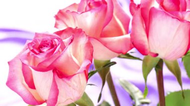 Yumuşak pastel renkte gül duvar kâğıdı. Leylak arkaplanda pembe güller. 4k görüntü