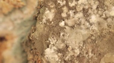 Küflü ekmek parçaları. Bozuk hamur işleri ve bayat ekmek. Süresi dolmuş, modası geçmiş ürün. Son kullanma tarihi. 4k görüntü