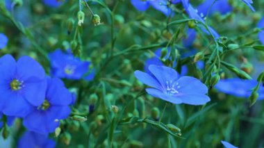 Flax çiçekler ve tomurcuklar yakın plan. Mavi tonlarda çiçekler ve bahçe tasarımında açık mavi. 4k görüntü