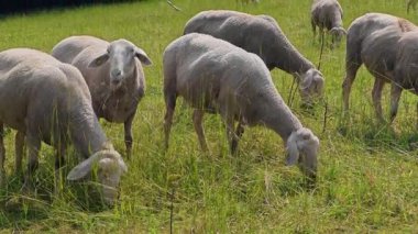 Çiftlik hayvanları. Ağaçlı yeşil bir çayırda koyun sürüsü. Yetiştirme ve yetiştirme koyunu. 4k görüntü