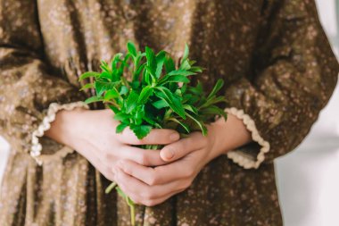 Stevia Bitkisi Ellerde. Kalorisiz doğal şeker. Kırsal pamuklu elbise giymiş bir kadının elinde taze stavia. Doğal tatlı otlar