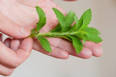 Stevia rebaudiana. Bir kadının elinde taze yeşil stevia yaprakları vardır. Şekerin doğal bir alternatifi. Şekerin yerini doldurur. Doğal beslenme tatlandırıcı. Alternatif Düşük Kalorili Sebze Tatlandırıcı.