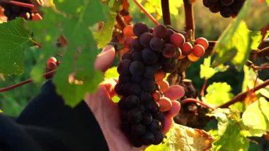 Üzüm sarmaşığında olgun koyu üzümler ve yeşil yapraklar. Güneş ışınlarında kahverengi üzümler. 4k görüntü