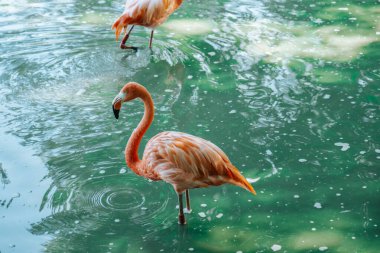 Flamingo sakin suda duruyor. Huzurlu atmosferli vahşi yaşam kompozisyonu, boşluk ve doğal tonların kopyası. Zarafet, yalnızlık, denge, farkındalık kavramı.