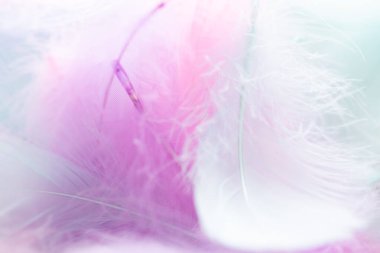 Tüylü Macro Arkaplan. Fotokopi alanı, güzellik, sağIık, farkındalık, bebek, kadın, lüks ve sakin yaşam tarzı tasarım projeleri için uygun minimum, ruhani kompozisyon.