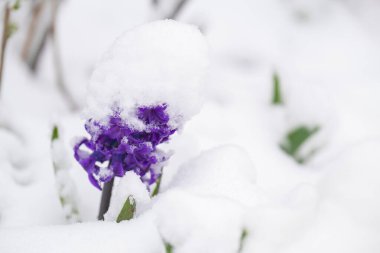 Mor bir sümbül çiçeği taze beyaz karlar arasında çiçek açıyor..
