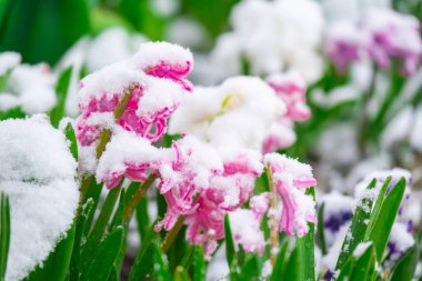 Beyaz kar altında pembe sümbüller. Yeni bir hayat, büyüme ve kıştan sonra sıcaklığın geri gelmesi. Mevsimsel geçiş ve sessiz bahar güzelliği.