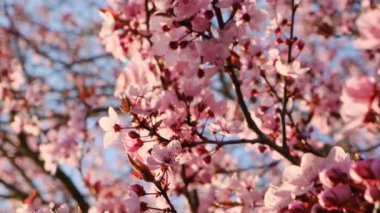 Pembe ağaçlar mavi gökyüzüne karşı çiçek açar. Kıştan bahara geçiş. Bahar havası. Bahar sezonu. Güneşin altında açan pembe ağaçlar ve parıltılar. Bahar bahçesindeki narin pembe çiçek dalları
