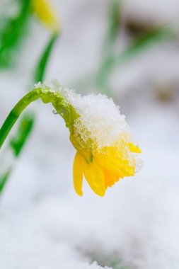 Kar altında bahar çiçekleri. Sarı nergis karla kaplı. Erken kar yağışı duvar kağıdı..
