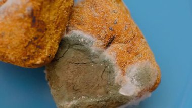 Küflü çörek. Şımarık, iyi pişmiş, mavi tabakta yeşil küflü..