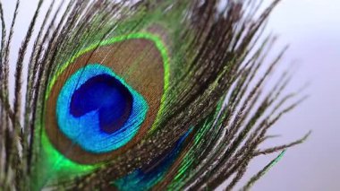 Tavus kuşu tüyü duvar kağıdı mavi, yeşil ve zümrüt tonlarda. Doğal doku, egzotik kuş tüyü..